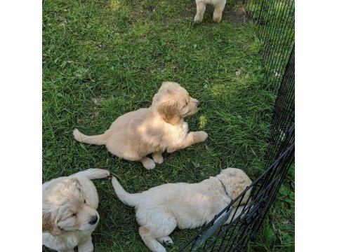 Golden retriever yavrularımız evinizin neşesi olacaktır