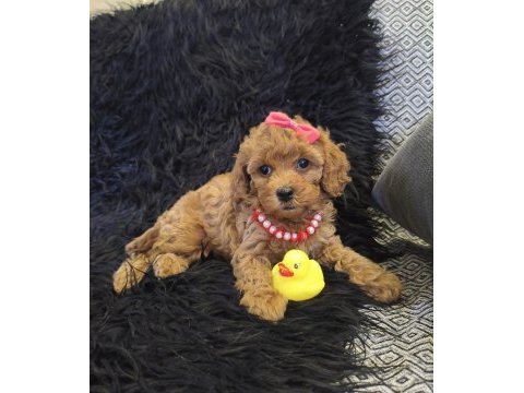 Sevimli prenses poodle