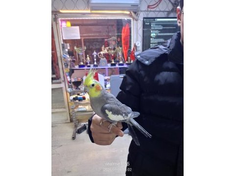 Alışkın sultan papağanı sevimli uysal