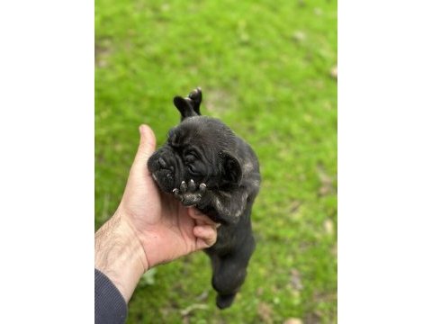Yeni french bulldog yavrular