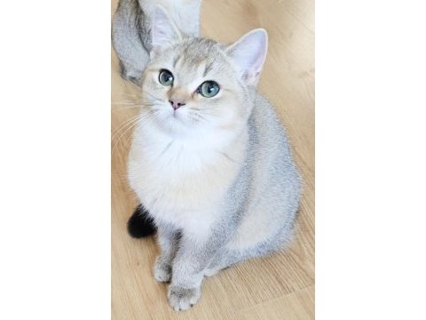 Golden british shorthair yavrular