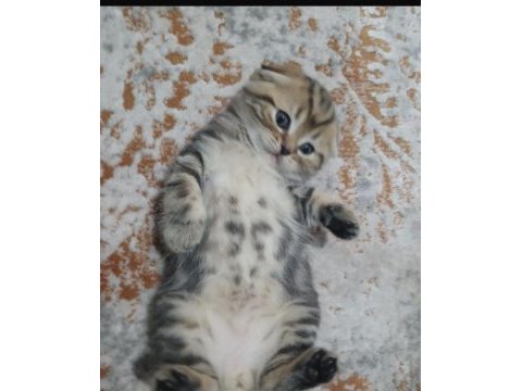 Minik scottish fold kaplanlar