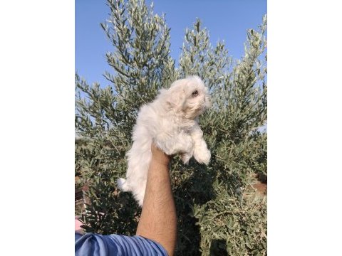 Shih tzu yavruları