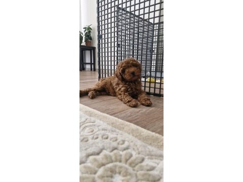 Kıvır kıvır dark brown poodle yavrular