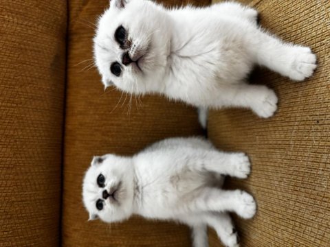 Anne baba şecereli scottish fold safkan bebekler