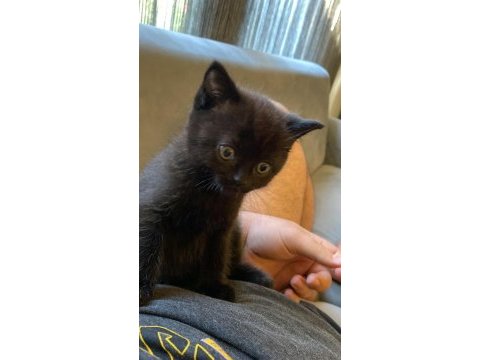 Ücretsiz verilecek scottish fold
