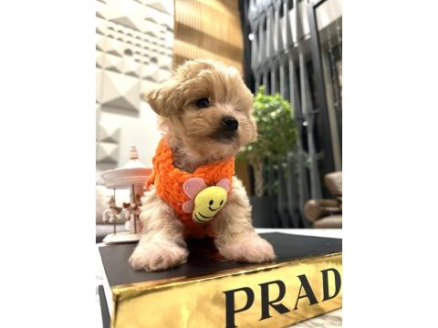 Tatlı mı tatlı maltipoo bebişler