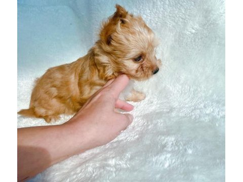 Safkan antiallerjik morkie yavrularımız