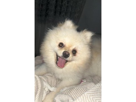 Dişi 6 aylık pomeranian