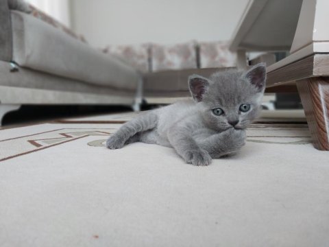 British shorthair cinsi yavrularımız yeni evlerini arıyor