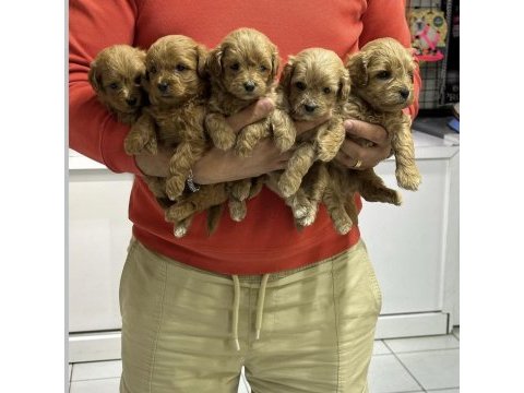 Maltipoo bebekler