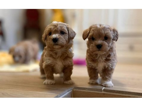 Maltipoo yavrularımız