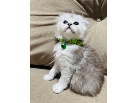 Anne baba şecereli çok kaliteli british longhair
