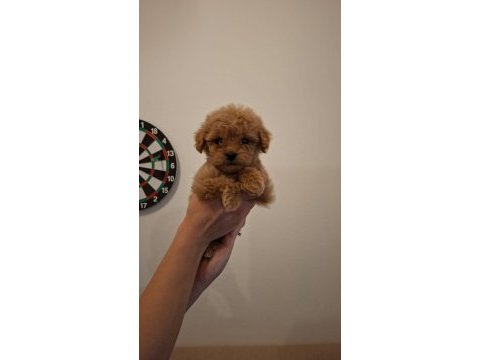 Toy poodle yavrularım sağlık ve ırk garantilidir