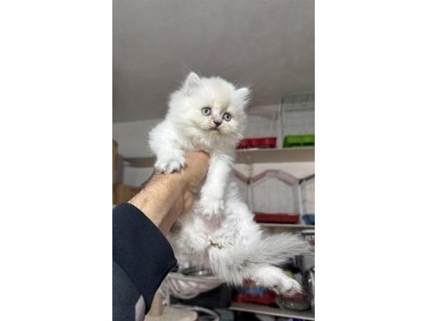 A kalite top kafa dişi british longhair yavrumuz