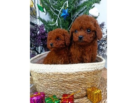 Kore red brown safkan toy poodle yavrular