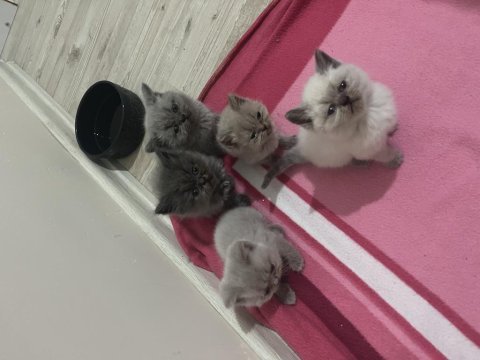 2 aylık british shorthair yavrular