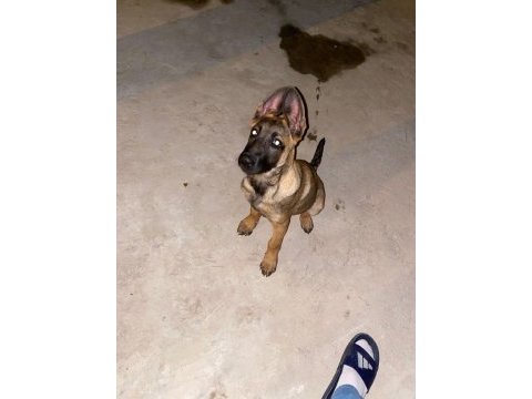 4.5 aylık belçika kurdu malinois ücretli sahiplendirme