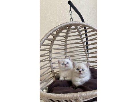 British shorthair lynx point show kalite