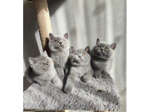 Ayıcık peluş british shorthair yavrular