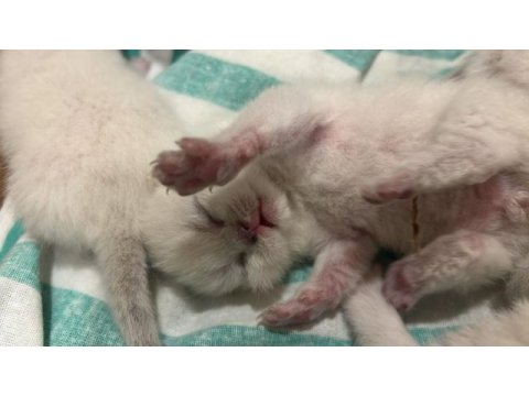 British longhair birbirinden güzel bebekler