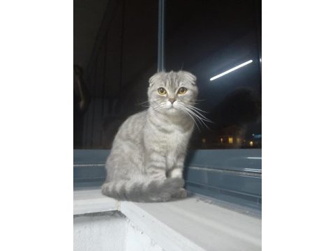 Bursa içi sahiplendirilecek scottish fold