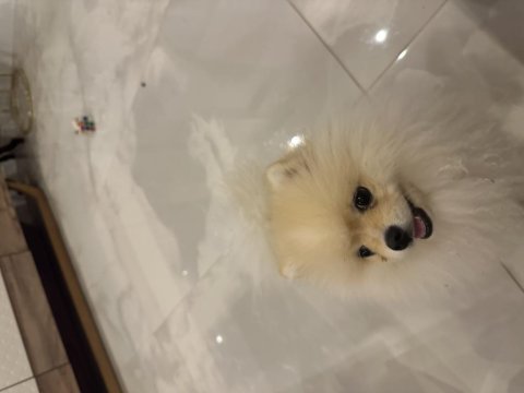 Pomeranian boo