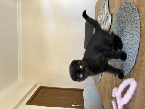 Ankara 2.5 aylık scottish fold kedime yuva arıyorum