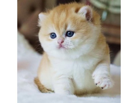 Yuvarlak hatlı safkan golden british shorthair 
