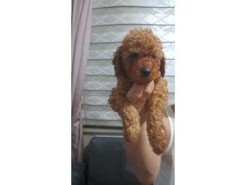 Ev ortamı poodle bebekler