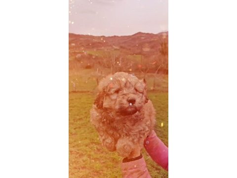 Maltipoo harika pofuduk yavrularımız