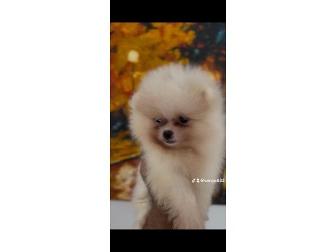 Mersin orjinal pomeranian boo yavrular
