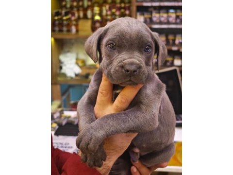 Blue cane corso bebekler yeni yuvalarını bekliyorlar