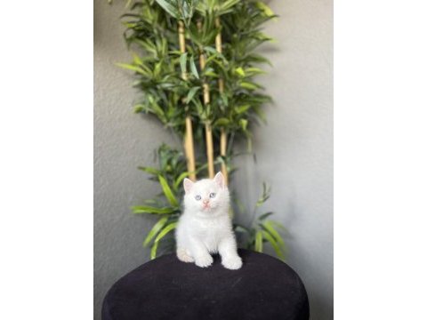Brıtısh shorthair red point yavrularım 