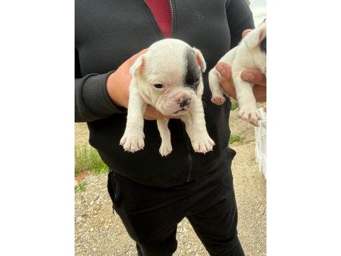 A kalite bulldog bebekler