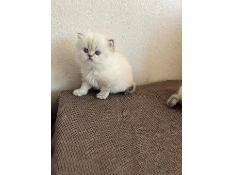 Pofuduk dişi ve erkek mavi gözlü bebek kediler