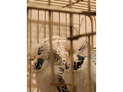 Show jumbo muhabbet kuşları