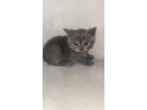 Yavru scottish fold kedilerimiz yeni yuvalarını bekliyor