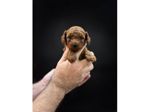 Orjinal toy poodle yavrular