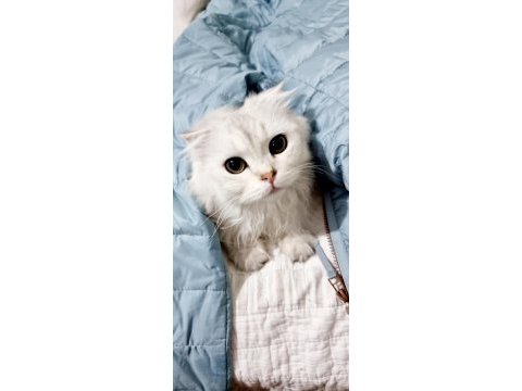 British longhair ve scottish fold longhair