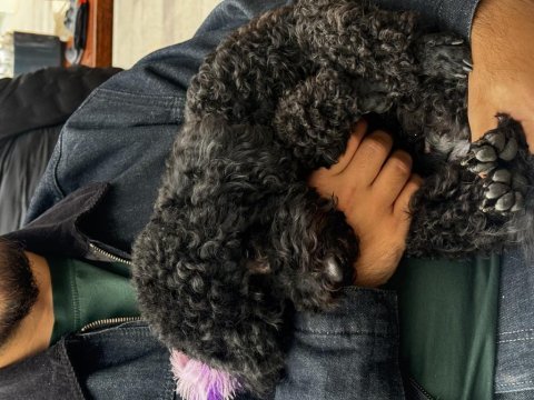 18 aylık dişi siyah toy poodle
