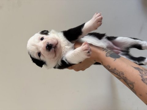 Şampiyon soy şecereli annenin 4 dişi 1 erkek border collie
