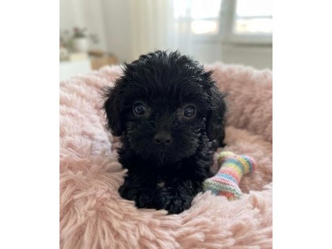 Teacup black poodle