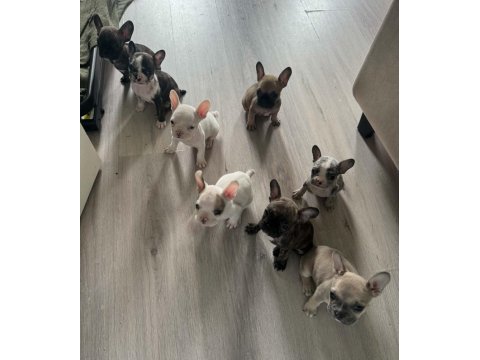 Mükemmel french bulldog yavrular hazır