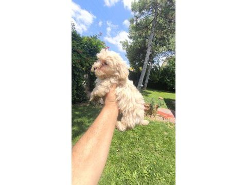 Maltipoo yavruları