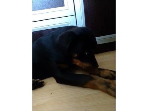 Scrli 3.5 aylik erkek rottweiler aciklama okuyunuz