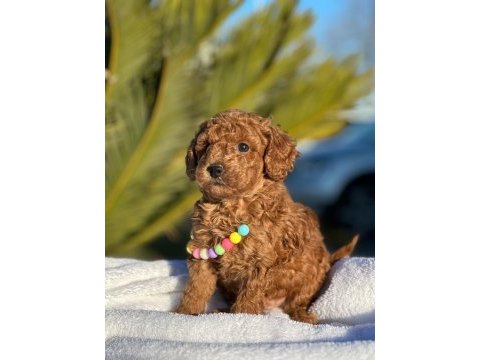 A kalite minyatür boy toy poodle bebeklerim