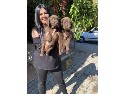 Üst kalite labrador yavrularım