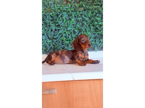 Çikolata merle rengi ile en güzel dachshund