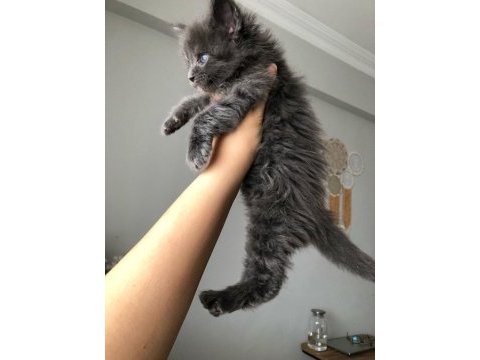 Safkan maine coon yavruları